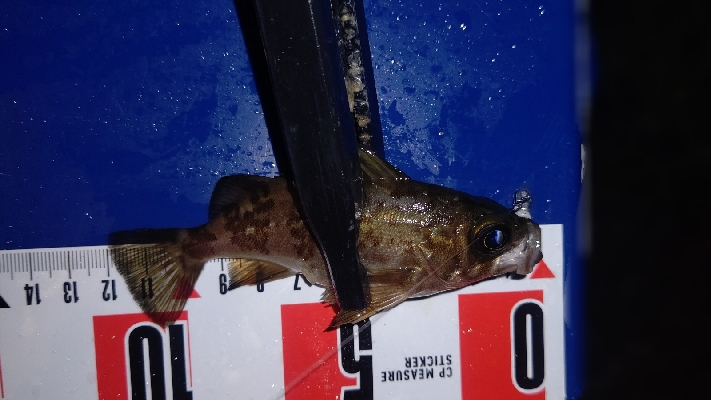 メバリング&アジング